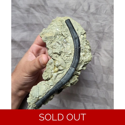 Rare Fine Camptosaurus Rib Bone Jurassic Dinosaur Fossil Morrison Fm Wyoming